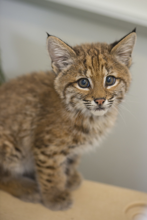 This undated photo provided by the Oregon Zoo shows an orphaned bobcat kitten in the Veterinary Medical Center at the Oregon Zoo in Portland, Ore. The Zoo has taken in the 2-month-old bobcat kitten that was removed from the wild near Eagle Point, Ore., by well-intentioned but misguided humans. The Zoo said in a statement Thursday, Aug. 4, 2016, that the kitten will remain behind the scenes while he awaits transport to another zoo that can house him permanently.