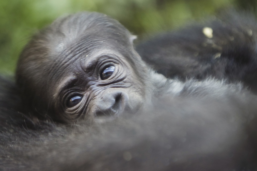 A newborn baby western lowland gorilla looks up as it is held by its mother Honi during its debut at the Philadelphia Zoo in Philadelphia on Wednesday. The unnamed baby gorilla was born Aug. 26.