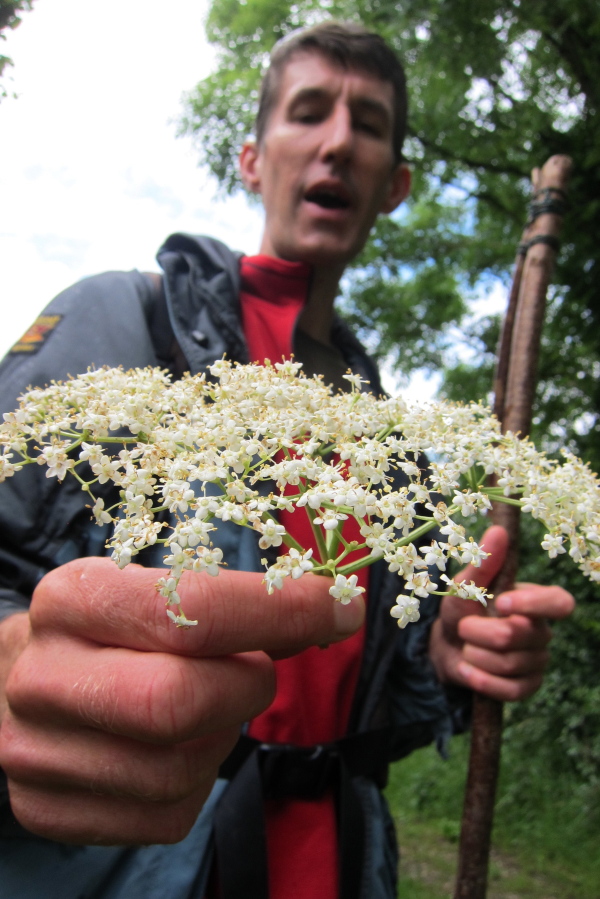 James Feaver, a foraging guide, holds a spray of elderflowers, which add a zesty flavor To food  and drink and would be added to the evening&#039;s dessert.