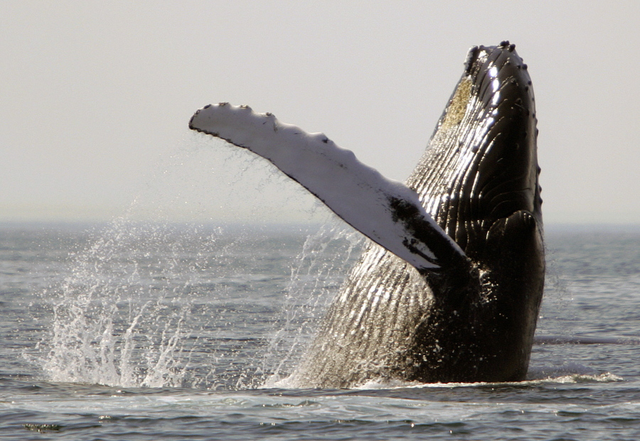 A humpback whale breaches on Stellwagen Bank about 25 miles east of Boston. A study in the Royal Society&#039;s journal Biology Letters published Wednesday, Aug. 10, 2016, found that noise from shipping in North Atlantic coastal waters is impacting the feeding behavior of humpback whales.