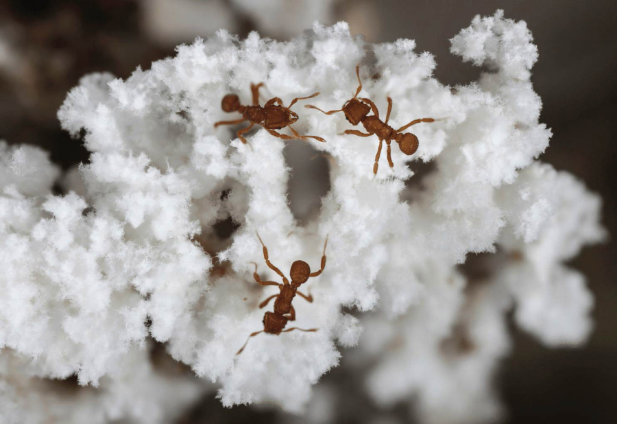 Primitive farming ants atop their fungus crop.