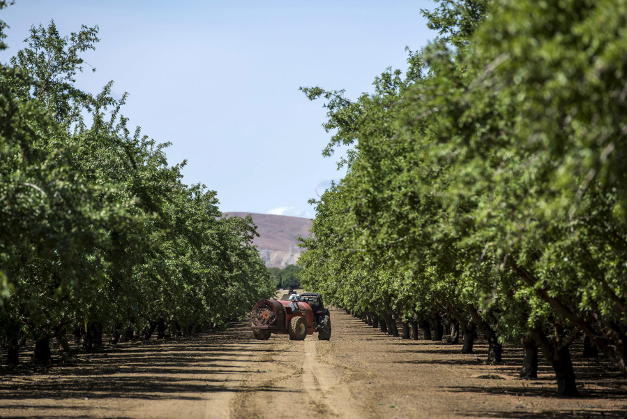A worker sprays almond trees with pesticide at Del Bosque Farms Inc. in Firebaugh, California, U.S., on April 6, 2015.