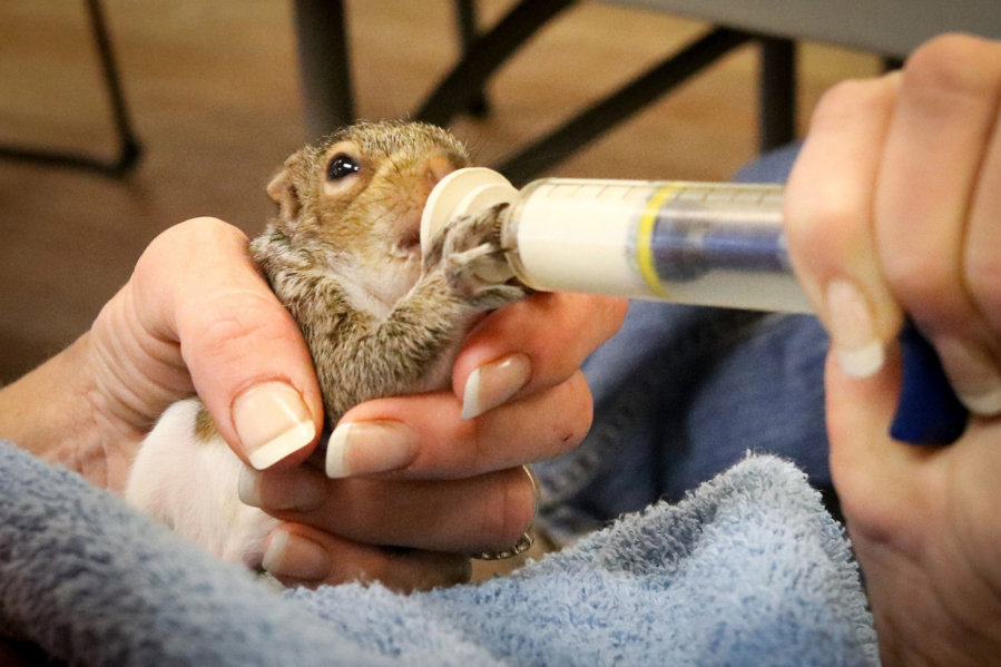 A baby squirrel gets fed after it fell from a tree and was rescued. It is one of hundreds of baby squirrels that were rescued by groups after they fell from trees in tropical storm Hermine that hit Virginia.
