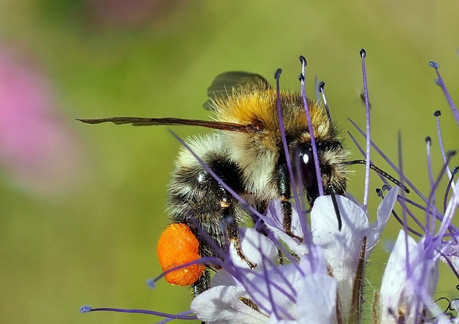 Rusty patched Bumble Bee