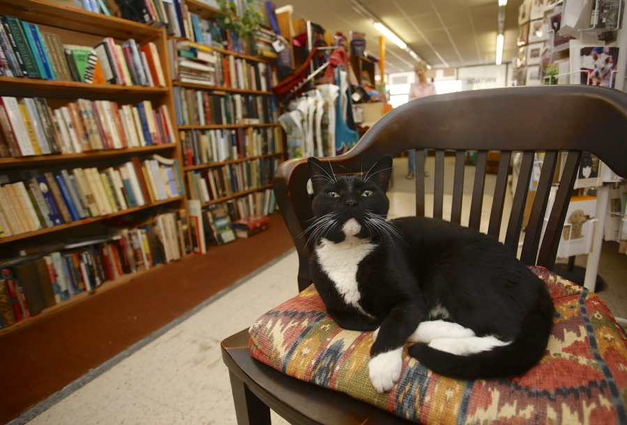 Emerson wakes from a cat nap Sunday afternoon in the center of Vintage Books in Vancouver. Previously known as Topper, the cat was taken to the West Columbia Gorge Humane Society when his terminally ill owner could no longer care for him. Becky Milner recognized his promise as a bookstore cat, adopted him for her shop and renamed him after a famous writer.