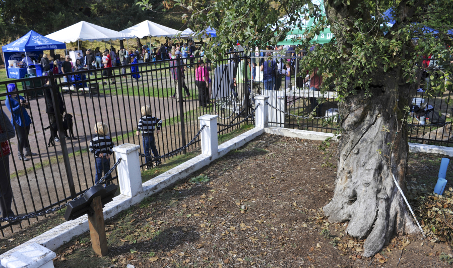 The Old Apple Tree Festival is a birthday party for the oldest living apple tree in the Pacific Northwest.