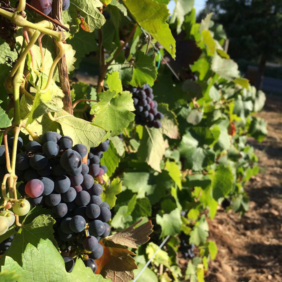 Facebook photographs. Many views of many grapes and many stompers at Rusty Grape Vineyard.