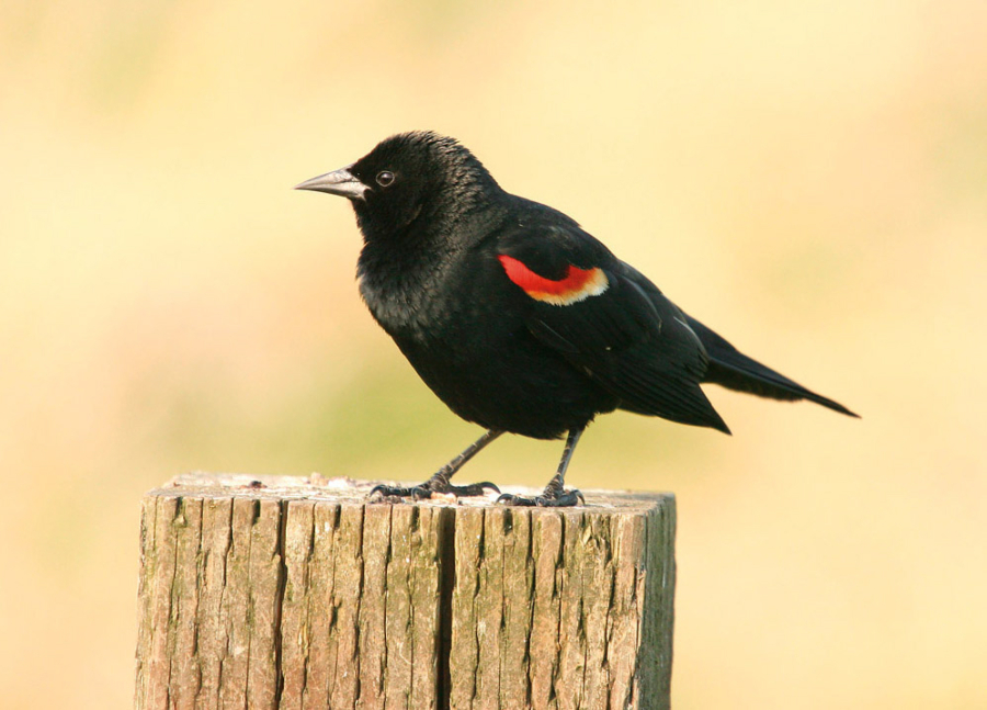 Red-winged Blackbird (The Columbian files)