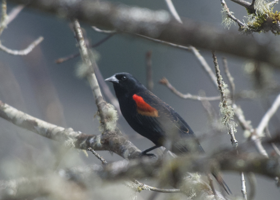 A red winged black bird (suspected) is seen perched in a tree.