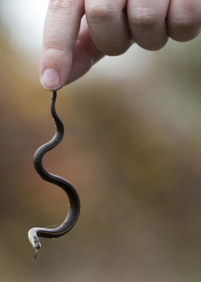 A volunteer finds a young garter snake near the volleyball courts at Vancouver Lake Regional Park.