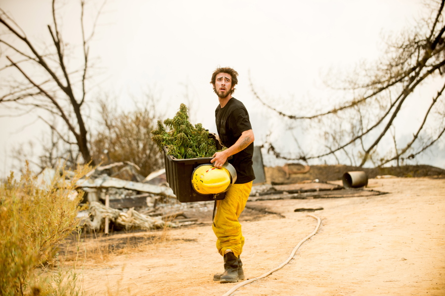Anthony Lopez harvests marijuana plants as the Loma fire burns around his home near Morgan Hill, Calif., on Tuesday.