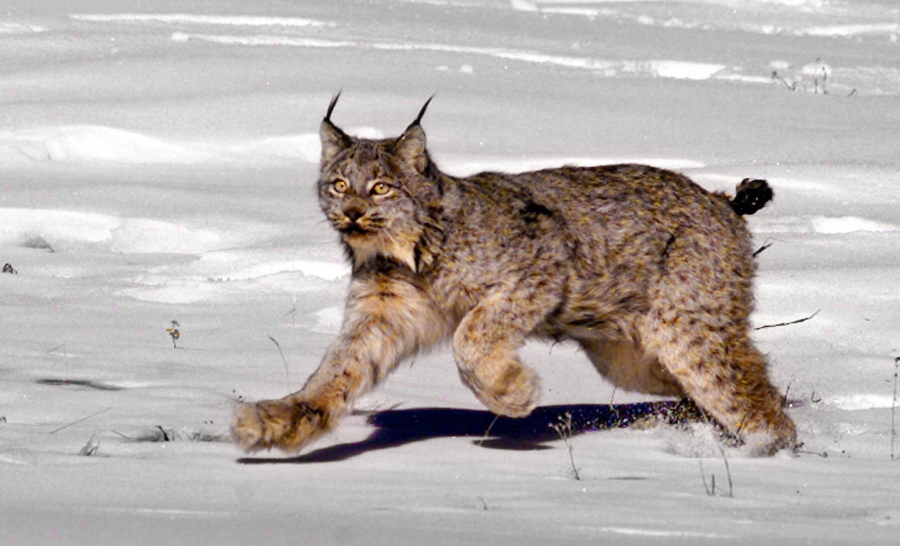 A federal judge says the U.S. government was wrong to exclude portions of five Western states when it designated critical habitat for the imperiled Canada lynx.