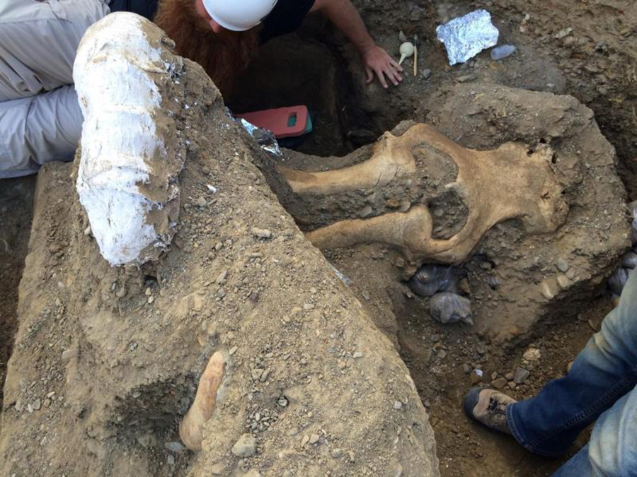 A fossil of a mammoth skull was unearthed by scientists from an eroding stream bank on Santa Rosa Island in California&#039;s Channel Islands National Park.
