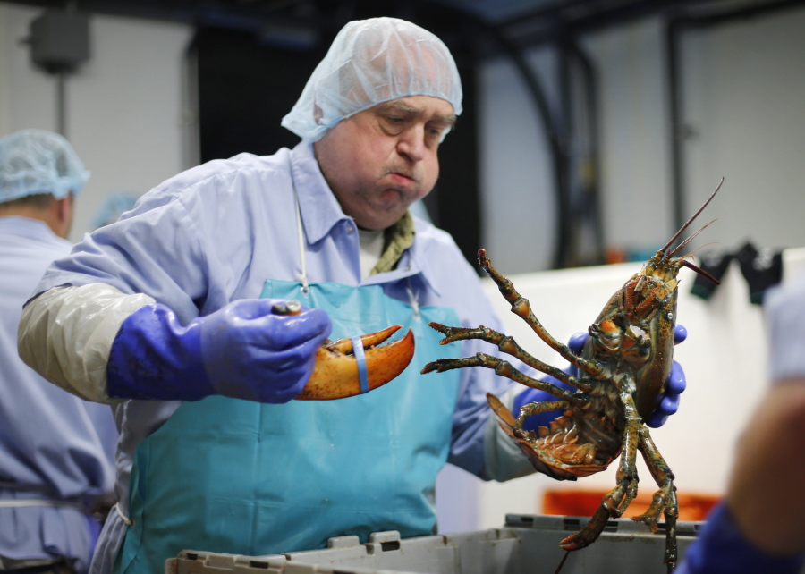 Frank Carlson breaks a claw off a lobster at the Sea Hag Seafood processing plant in St. George, Maine. Retail prices for lobsters have remained high into September. (Robert F.