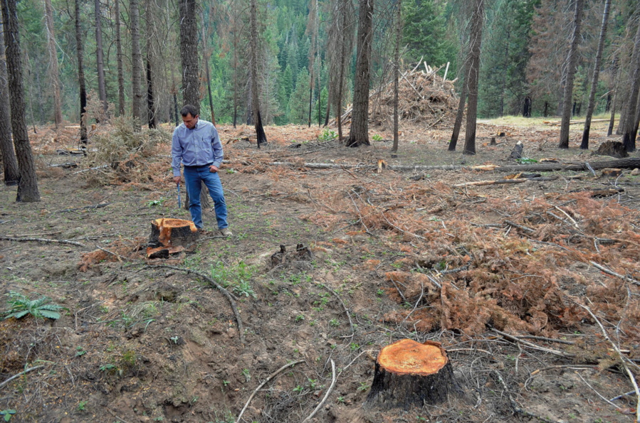 In this Sept. 2016 photo, Paul Harlan, chief forester of Collins Pine Co., points to an example of a form of fungal rot in the stump of a white fir on the company&#039;s property near Eagle Creek, Ore. Nearly 400 acres of privately owned forest with Douglas- and white fir, larch and ponderosa pine forest along Main and East Eagle creeks in northern Baker County is up for sale.