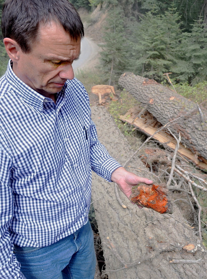 In this Sept. 2016 photo, Paul Harlan, chief forester of Collins Pine Co., holds the fruiting body or conk of Indian paint fungus in Eagle Creek, Ore.. The fungus can render several feet of a tree unusable for lumber. Nearly 400 acres of privately owned forest with Douglas- and white fir, larch and ponderosa pine forest along Main and East Eagle creeks in northern Baker County is up for sale.