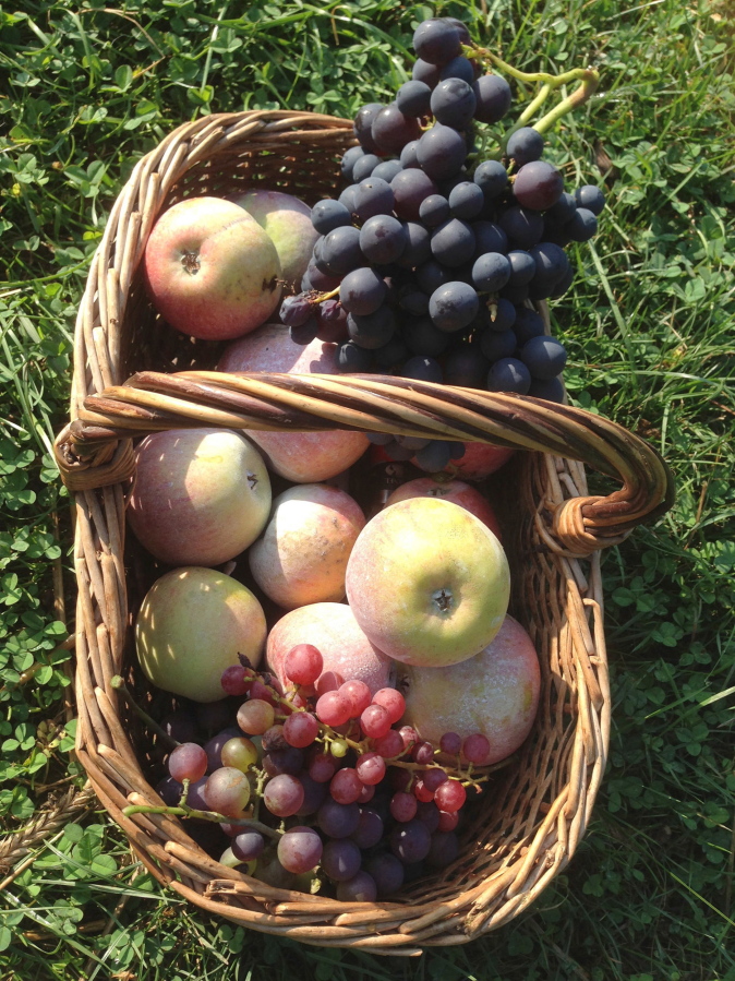Grapes, picked dead ripe, and apples, picked mature to finish ripening indoors, are part of autumn&#039;s luscious bounty.
