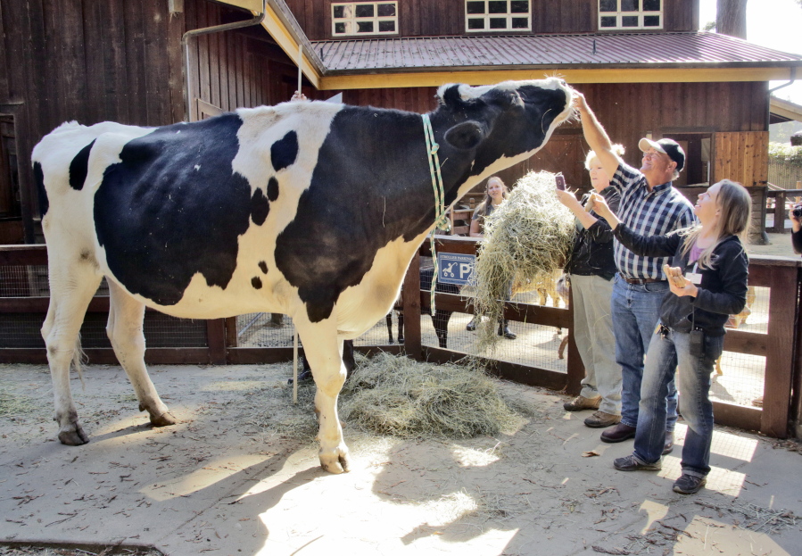 Co-owner Ken Farley of Ferndale, Calif., and animal care supervisor Amanda Auston tend to Danniel, a giant Holstein steer, Tuesday at the Sequoia Park Zoo in Eureka, Calif.
