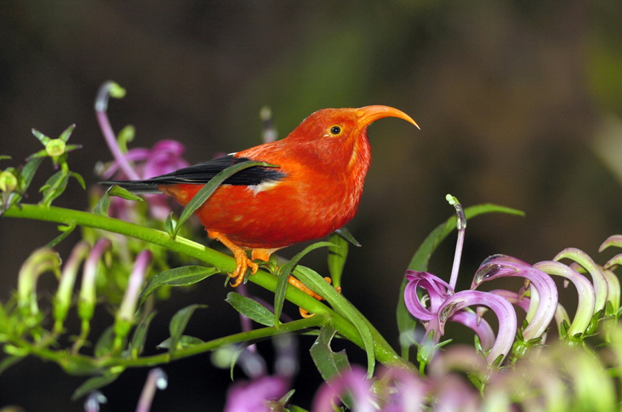 A Hawaiian honeycreeper sits on a branch in Kauai, Hawaii. A new study predicts climate change will accelerate the rate of extinctions of Hawaiian honeycreepers. Warmer temperatures due to climate change increases the spread of diseases such as avian malaria in forest habitats that were once cool enough to keep mosquito-borne diseases under control, according to the research.