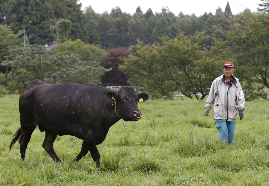 Yukio Yamamoto, owner of the large Yamamoto Ranch, looks at his cow after its medical check-up at his ranch in Namie town, 12 kilometers (7.5 miles) north of the crippled Fukushima Dai-ichi nuclear power plant on Aug. 27, 2016. Ranchers who refused a government order to kill their cows continue to feed and tend about 200 of them as part of a study by researchers who formed the nonprofit Society for Animal Refugee &amp; Environment post Nuclear Disaster. Yamamoto, who travels three hours roundtrip to feed his remaining cows from his temporary home, carried out decontamination work on his ranch on his own.