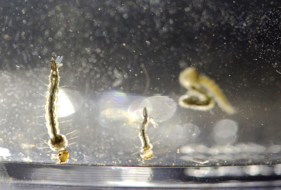 Aedes Aegypti mosquito larvae swim in a container at the Florida Mosquito Control District Office in Marathon, Fla.