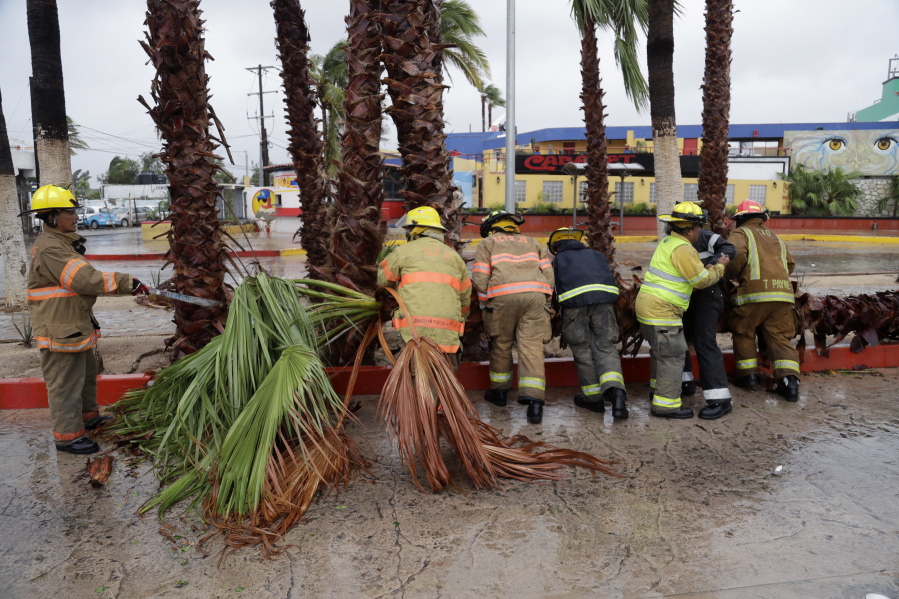 Firemen removed a palm tree felled by Hurricane Newton in Cabo San Lucas, Mexico, on Tuesday. Newton slammed into the twin resorts of Los Cabos on the southern tip of Mexico&#039;s Baja California peninsula Tuesday morning, knocking out power in some places as stranded tourists huddled in their hotels.