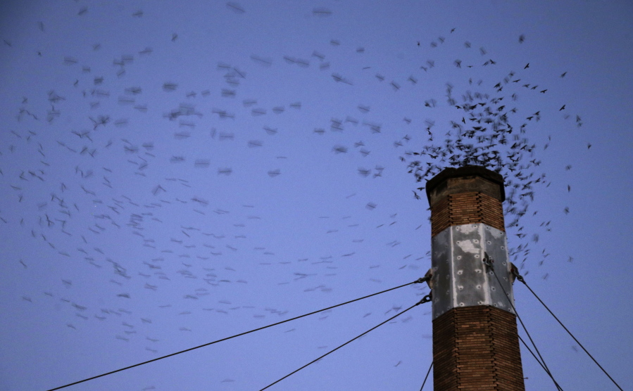 Migratory Vaux&#039;s Swifts are a blur as they race to roost for the night inside a large, brick chimney at Chapman Elementary School in Portland, Ore. Numbers of Vaux&#039;s Swifts are in decline, in part scientists say because of the destruction of the brick chimneys that they use to roost during their annual fall migration.