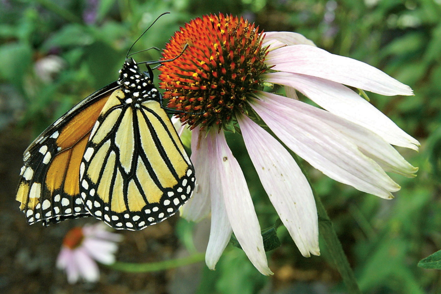 A monarch butterfly relaxes on a flower in the butterfly pavilion at the Elkton Community Education Center in Elkton, Ore.
