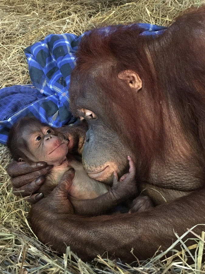 Batang and her infant in the Great Ape House are seen the Smithsonian&#039;s National Zoo in Washington. National Zoo officials are celebrating the birth of a Bornean orangutan, the first at the zoo in 25 years. Officials said in a statement Tuesday, that Batang gave birth to a son Monday. Staffers are cautiously optimistic that the new member of the critically endangered species will thrive since they have seen Batang nursing the infant, who has been clinging to his mother.