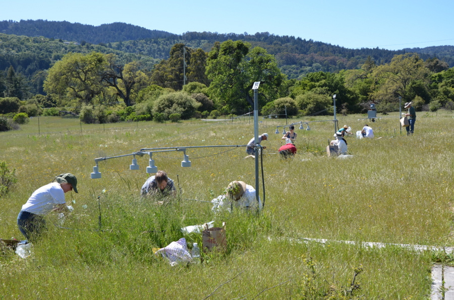 Participants in the Jasper Ridge Global Change Experiment sampled plots of the grassland ecosystem for 17 years. With experiments on more than 1 million plants, scientists put future global warming to a real world test, growing California flowers and grasslands with extra heat, carbon dioxide and nitrogen to simulate a not-so-distant future.