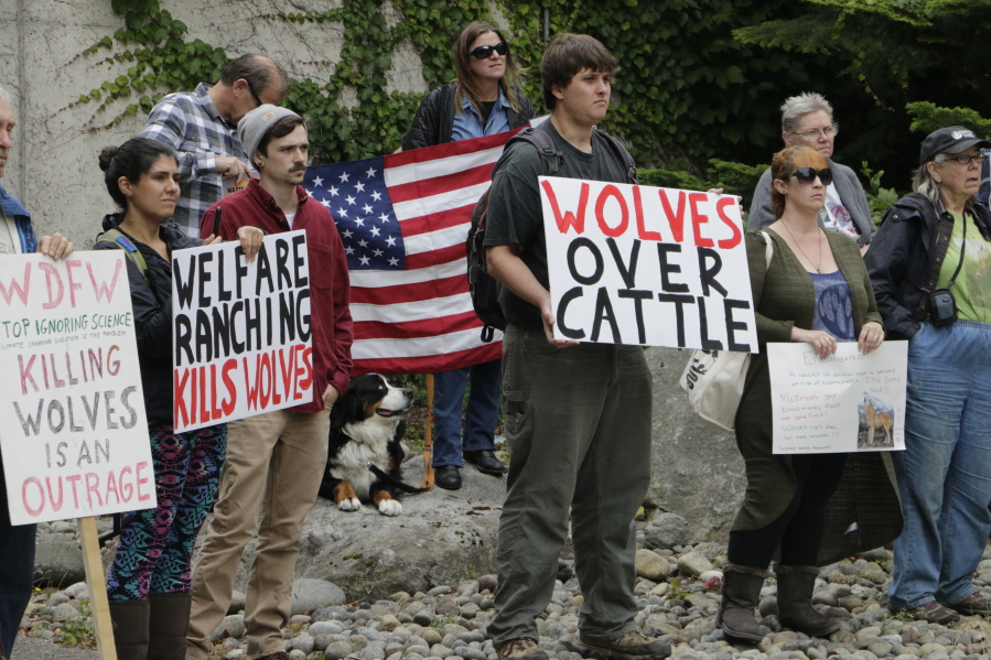 Opponents of the state&#039;s decision to eradicate a wolf pack in order to protect cattle protest outside of the Washington Department of Fish and Wildlife, Thursday, Sept. 1, 2016, in Olympia, Wash. So far, six of the 11 members of the Profanity Peak pack have been killed.