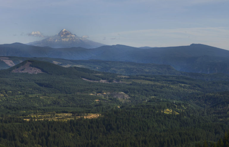 Mount Hood is seen from the Yacolt Burn State Forest, Thursday September 8, 2016. In 1902, dozens of fires spread across 239,000 acres in Clark, Cowlitz and Skamania counties. Since then, the forest has experienced regrowth, recreation opportunities and logging.
