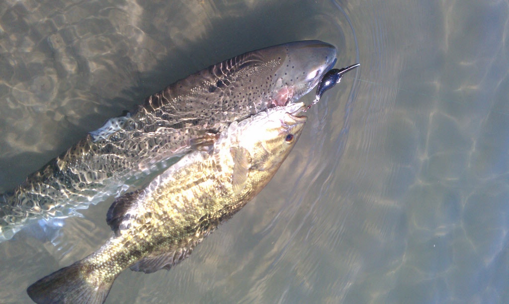 This smallmouth bass tried to take the lure away from a summer steelhead and both were landed in the Deschutes River.