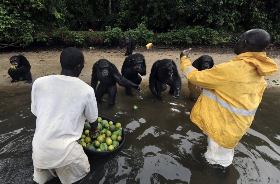 Chimps named Bullet, Franzsica, Doris, Sally, Joyce and Samantha receive their daily rations from a Humane Society team.