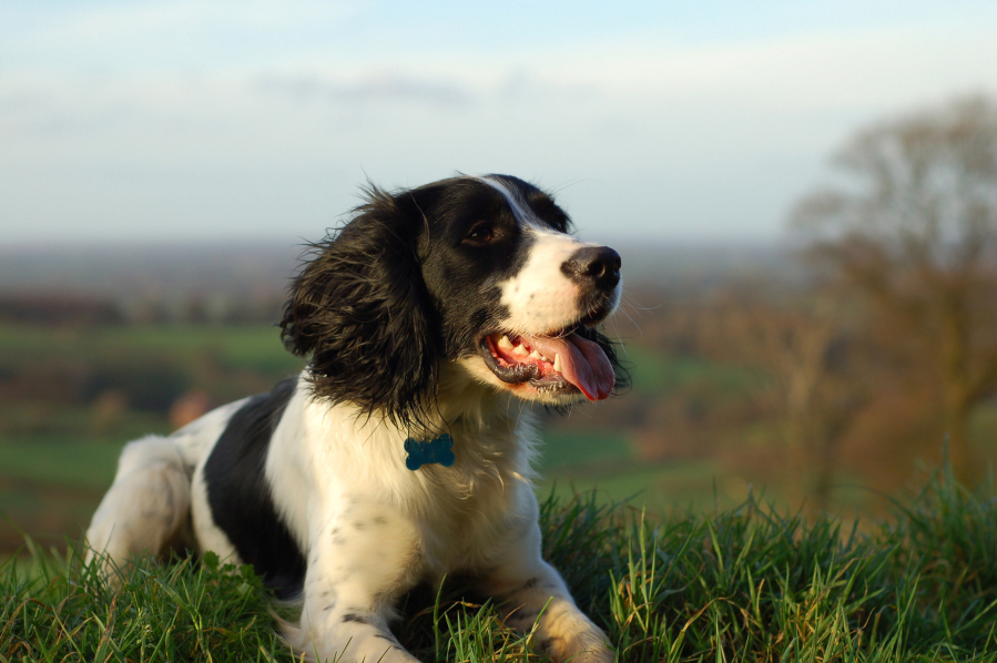 An English springer spaniel sitting down looking out over the countryside.