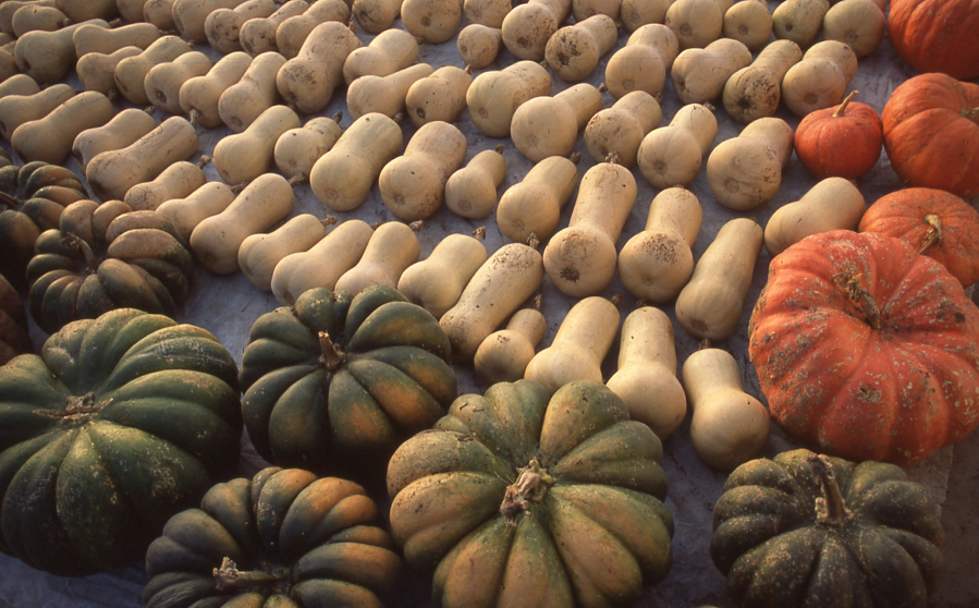 Curing winter squash prevents rot and adds flavor.