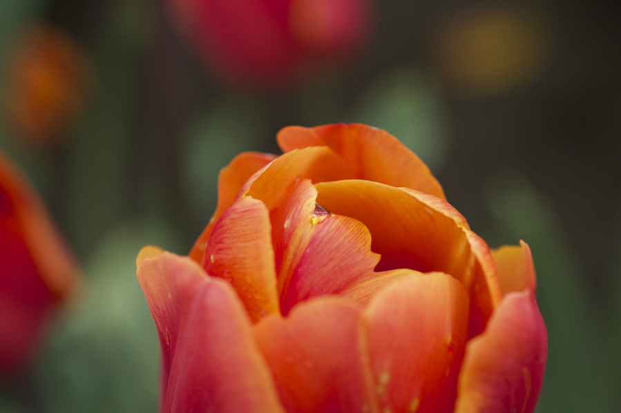 Tulips at Holland America Flower Gardens.