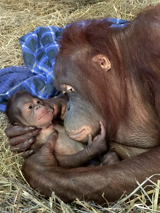 Batang cradles her infant, Redd, on Sept. 13, one day after the Bornean orangutan was born.