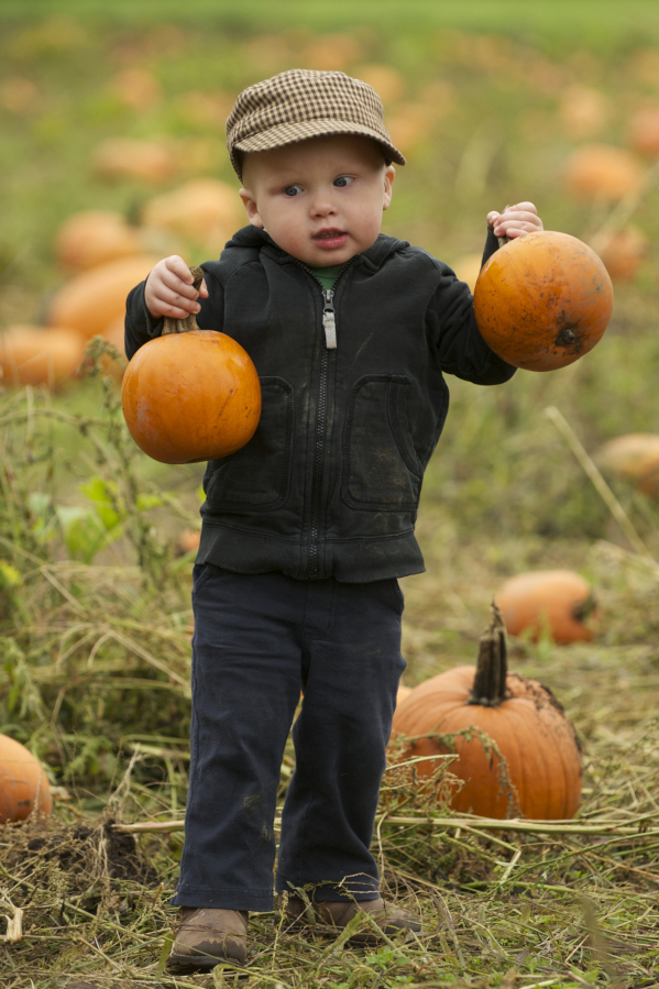 Benji Lee, 2, from Battle Ground, finds two perfect pumpkins at the Pumpkin Festival at Pomeroy Living History Farm.