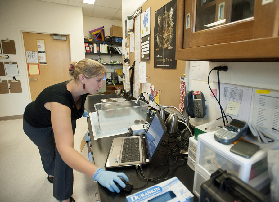Doctorate student Elena Mahrt observes as a male and female laboratory mouse interact at Washington State University Vancouver on Tuesday afternoon. A high-frequency microphone is able to pick up the high-pitched vocalization produced by the male mouse as he courts the female, which can be seen on the computer.