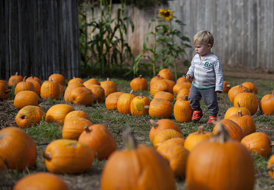 Search for the perfect pumpkin while visiting Joe&#039;s Place Farms in Vancouver.