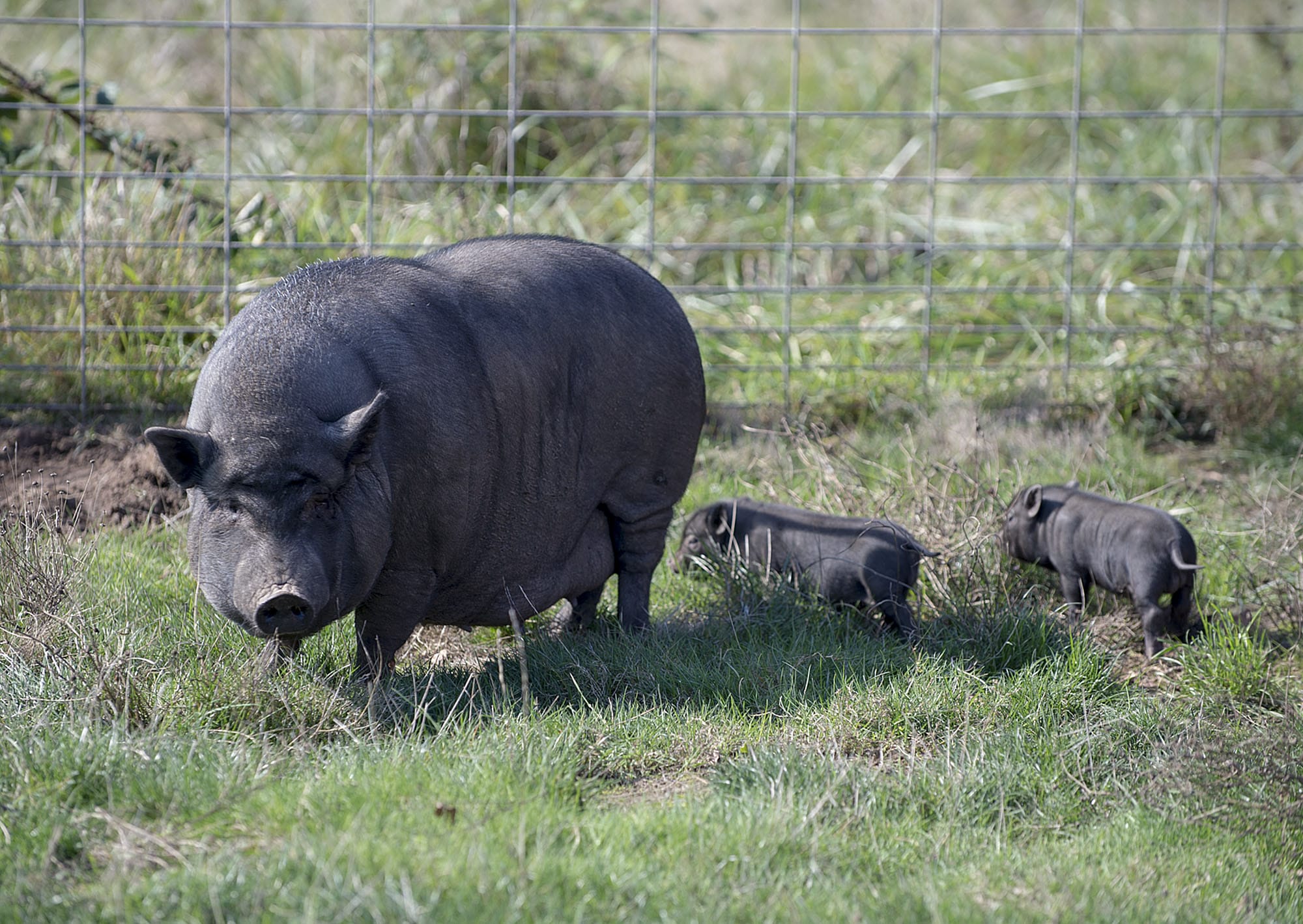 A mother pig and her two remaining piglets spend time Monday at Bi-Zi Farms in Brush Prairie. Her third piglet died over the weekend after being stolen from the farm. A second stolen piglet was found safe and brought back.