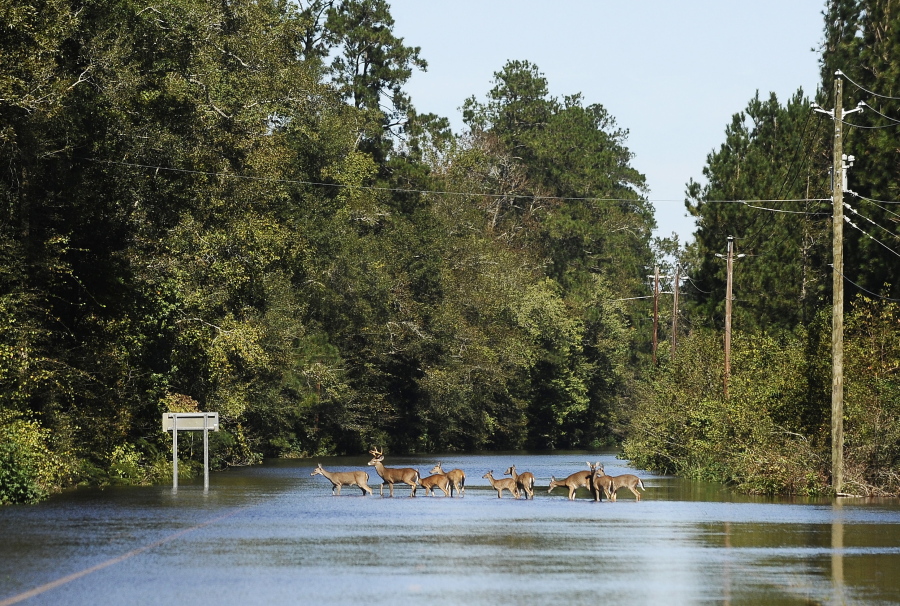 A herd of deer crosses a flooded Highway 9 near Nichols, S.C. on Tuesday, Oct. 11, 2016. The town was hit with heavy flooding after Hurricane Matthew.