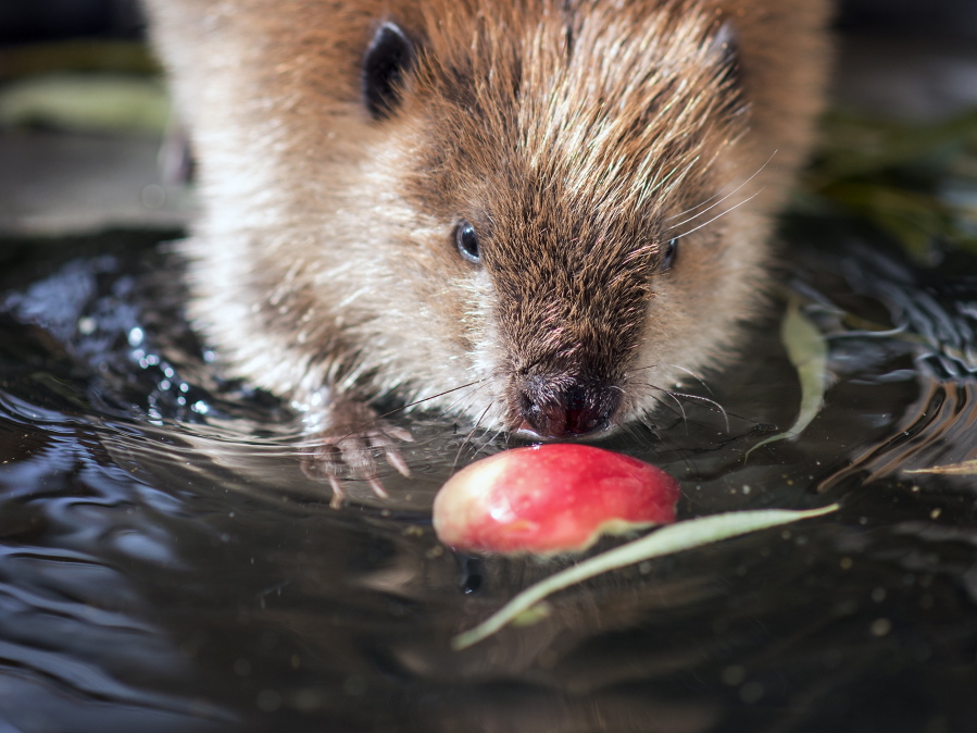 Barklee sniffs at an apple floating in her pool Sept. 29 in Rochester. The beaver was found by hikers near Graham when she was a few weeks old, and brought to the clinic for what could add up to a three-year rehabilitation.