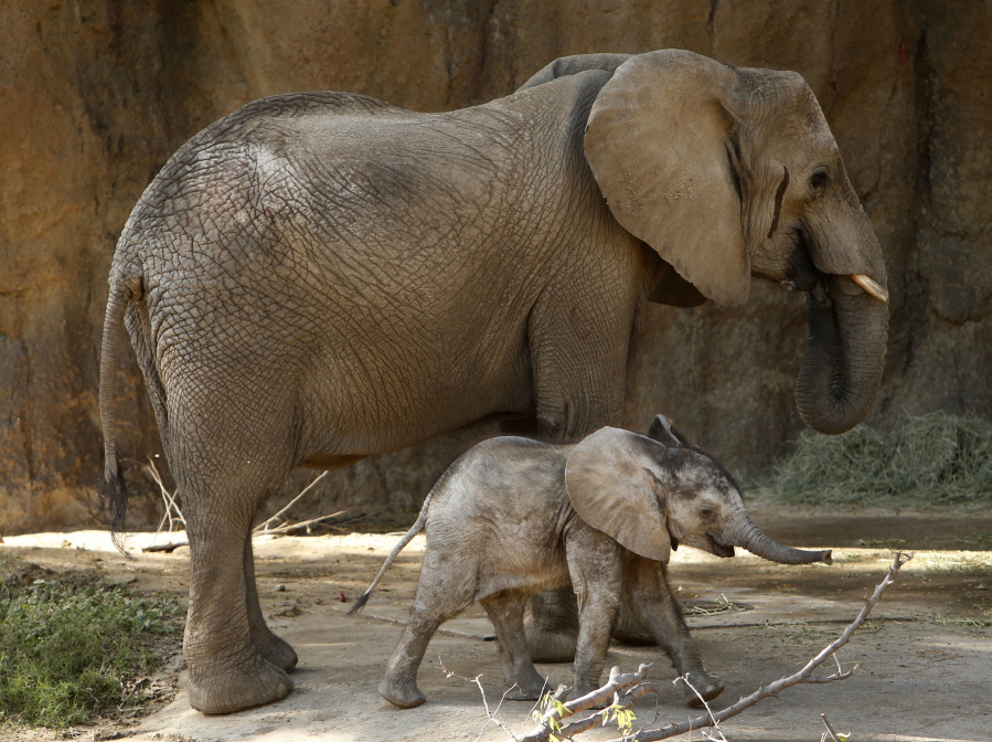 Ajabu, a 5-month-old baby elephant, walks with his mother, Mlilo, in the Giants of the Savanna exhibit Wednesday at the Dallas Zoo in Dallas.