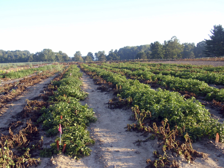 Wilted conventional potato plants without resistance to the pathogen that caused the Irish potato famine on the left next to surviving rows of J.R. Simplot Co.&#039;s genetically engineered potato plants that resist the disease.  (Nicolas Champouret/J.R.