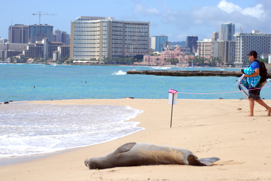 A Hawaiian monk seal, an endangered species, lies on a Waikiki beach in Honolulu on Thursday, September 15, 2016. Conservationists are concerned about the number of feral cats roaming Hawaii because cat feces washing into the ocean can spread toxoplasmosis, which can be deadly for the seals.
