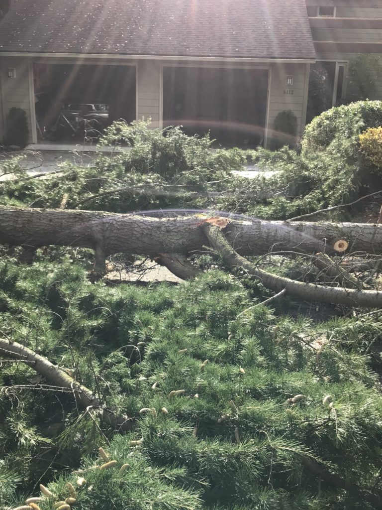 Strong winds toppled an evergreen tree Saturday on Dogwood Drive in Vancouver's Northwest neighborhood.