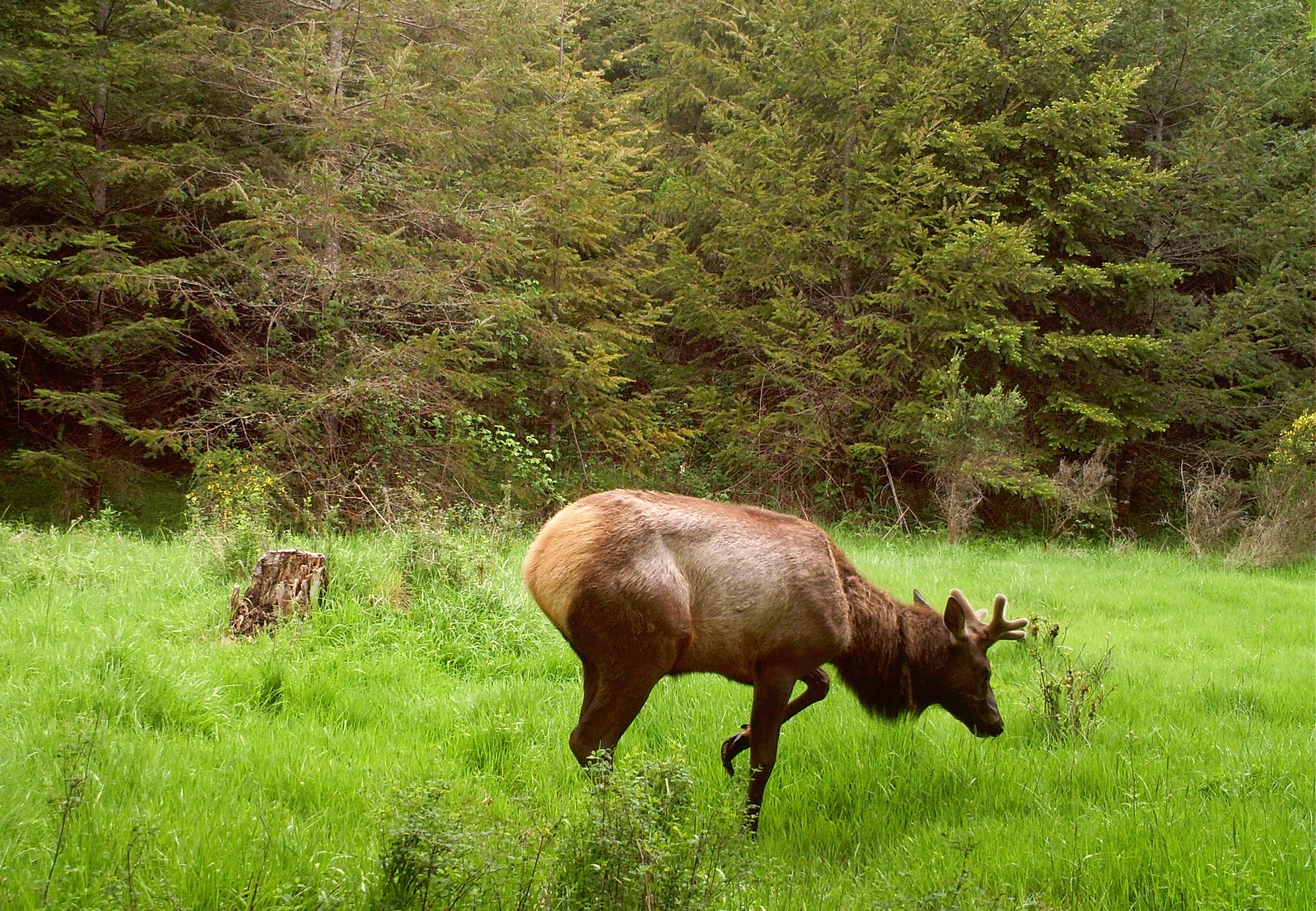 Elk hoof disease has crossed the Columbia River into Oregon.