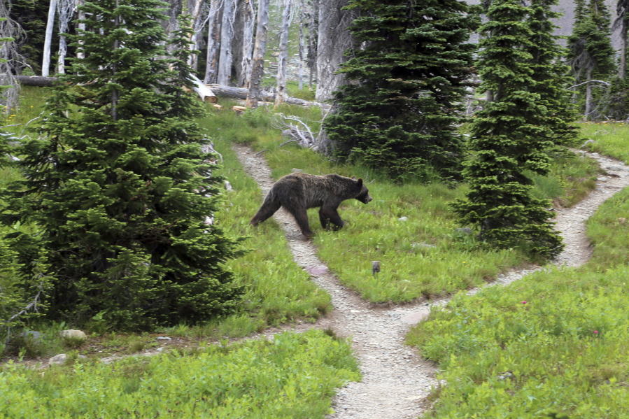A grizzly bear walks through a back-country campsite in Montana&#039;s Glacier National Park in August 2014. Grizzly bear numbers are gradually increasing northeast of Spokane, but the 80 or so grizzlies of Northeastern Washington, north Idaho and northwestern Montana have not launched a serious attack on a human in this region in decades.